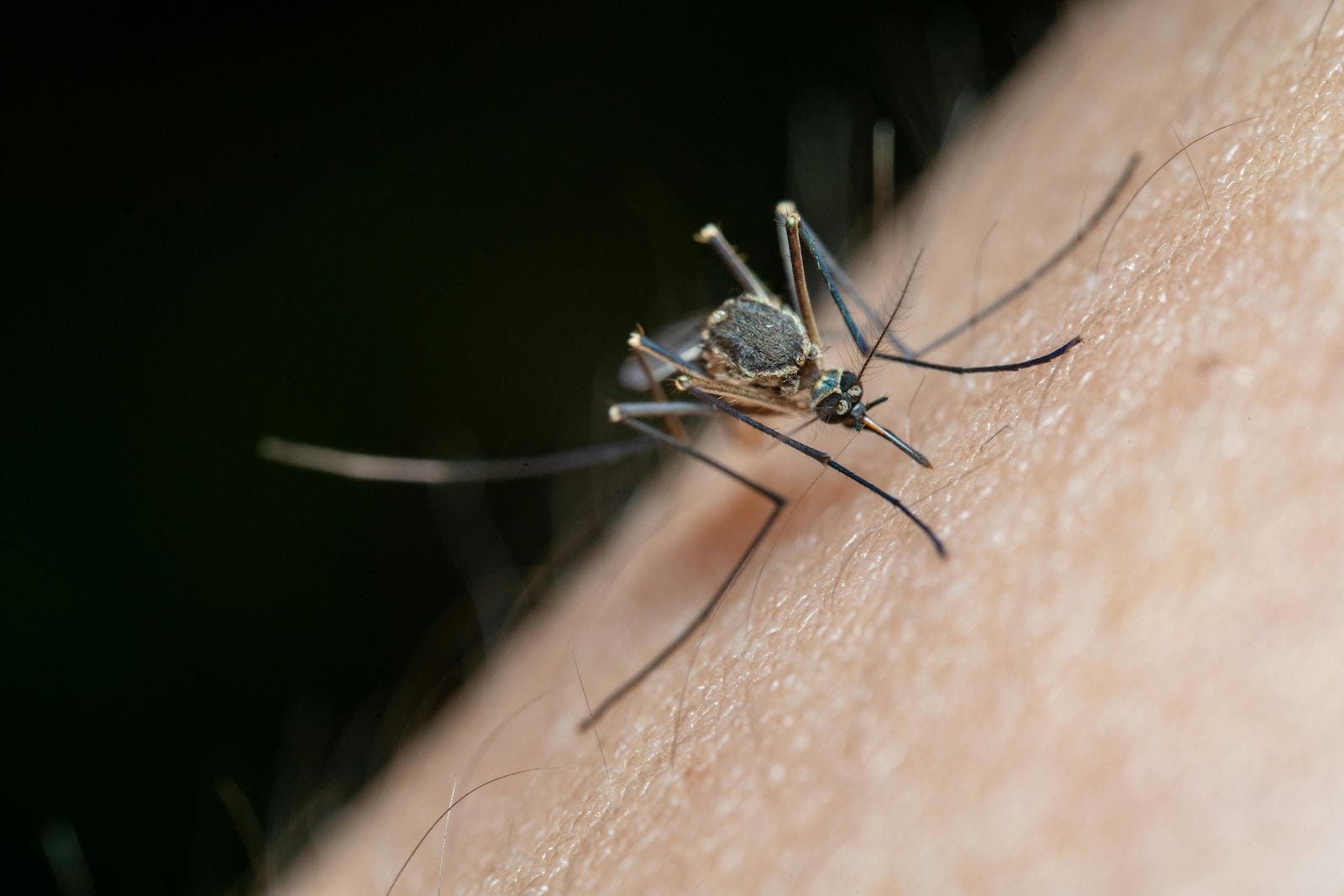 a close up photo of a mosquito biting someone. Pharmacists in Ottawa and Orleans can treat minor ailments like insect bites.