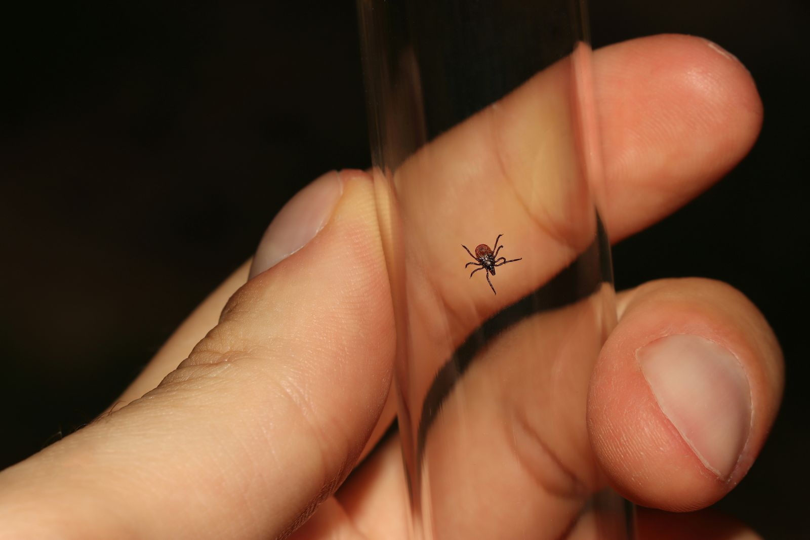 a close-up photo of a tick in a container captured in Orleans for analysis by a medical professional